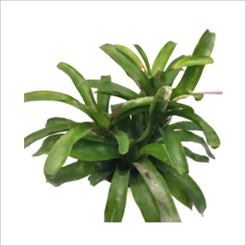 Green Neoregelia Pumilio Indoor Plant