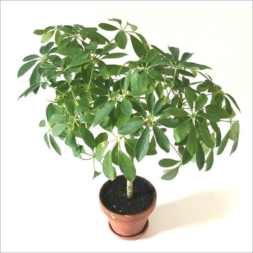 Schefflera Arboricola Plant