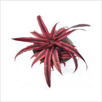 Cryptanthus Bivittatus Ruby Indoor Plant