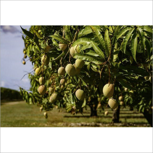 Mango Tree