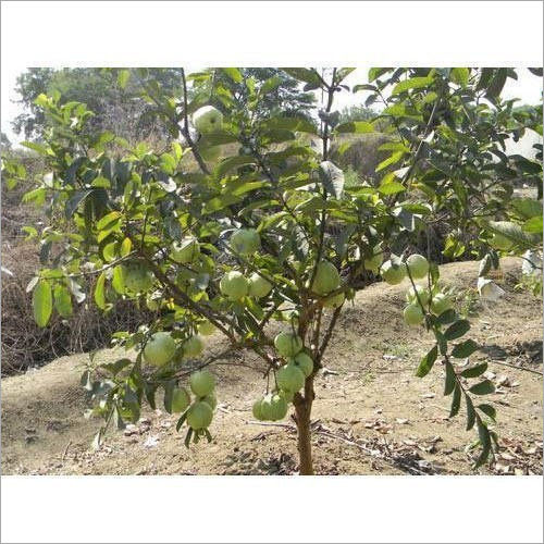 Red Guava Plant