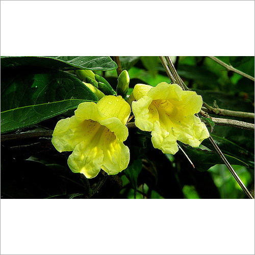 Adenocalymma Comosum Plant