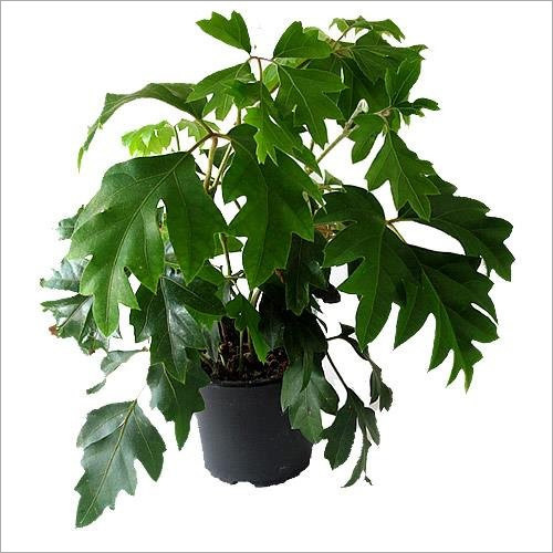 Cissus Rhombifolia Plant