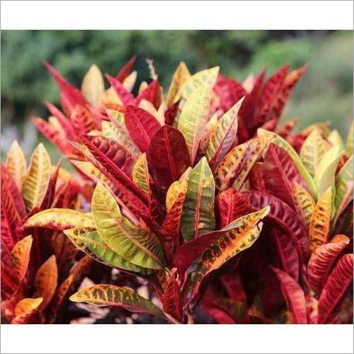 Crotons Plant