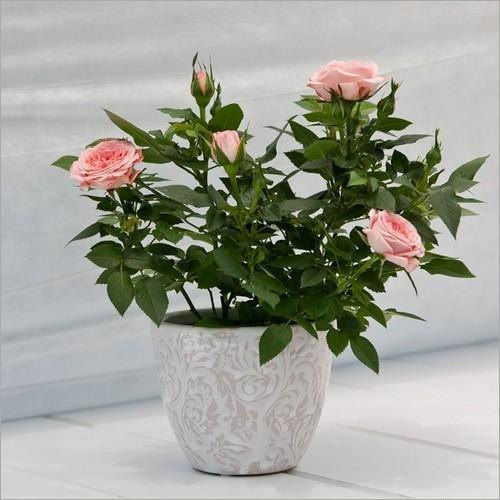 Pink Rose Plant