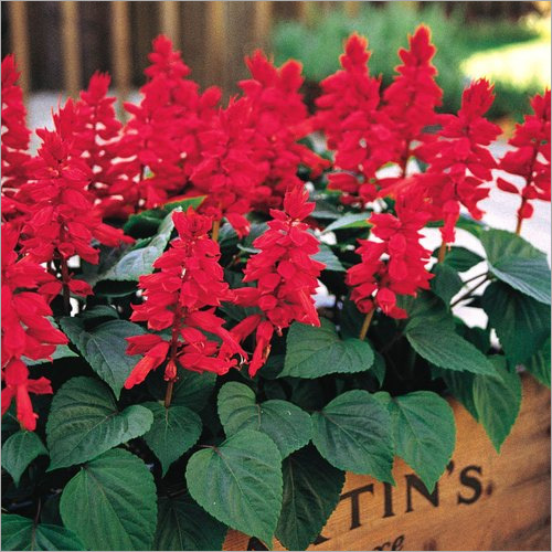 Red Salvia Flower Plant