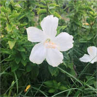 White Lafrance Plant