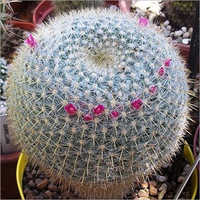Celsiana Cactus Plant