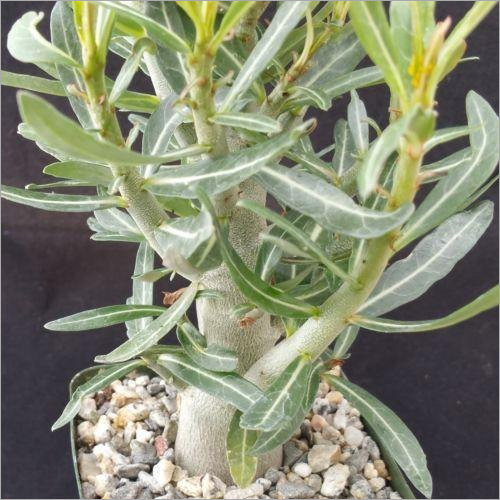 Somalense Adenium Plant