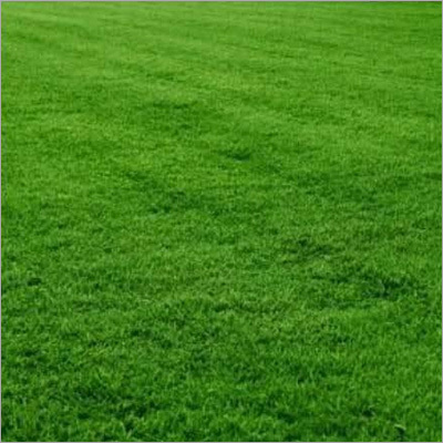 Mexican Lawn Grass By ANAND GARDEN NURSERY