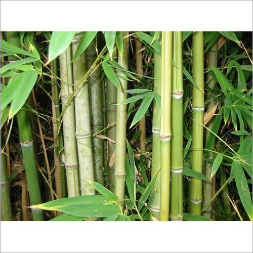 Bamboo Grass Tree
