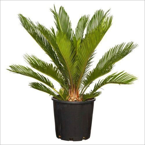 Green Cycas Plant