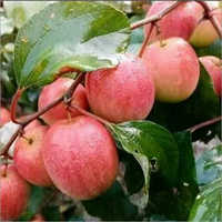 Apple Plant - Premium Quality Apple Variety | Ideal For Home Gardens, Thriving In Full Sunlight, Requires Regular Watering