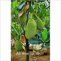 Jackfruit Plant - Tropical Variety, Ideal For Gardens And Landscapes - High Yielding Fruit Production