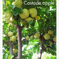 Custard Apple Plant - Exotic Fruit Variety | Versatile Indoor And Outdoor Growth