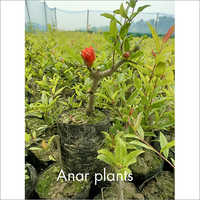 Pomegranate Plants - Premium Quality Pomegranate Variety, Lush Green Foliage And Vibrant Fruit Production