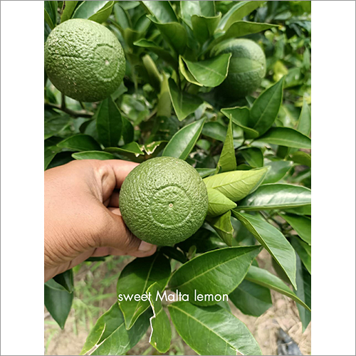 Sweet Malta Lemon Plant