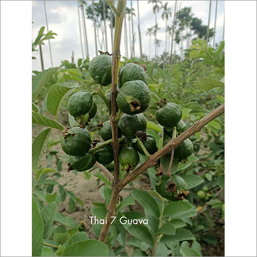 Thai Gauva Plant