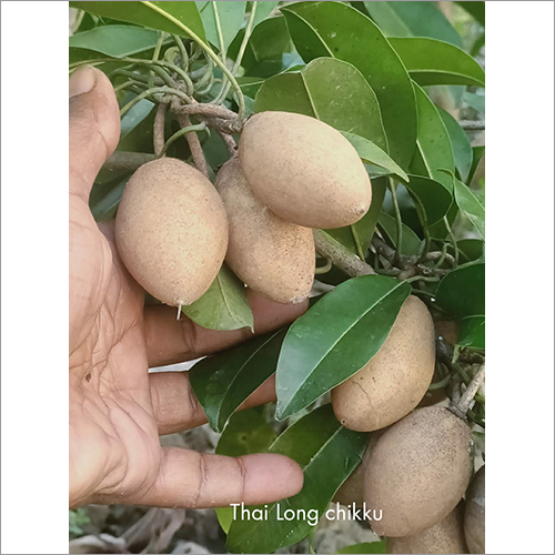 Thai Long Chiku Plant