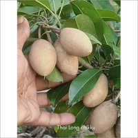 Thai Long Chiku Plant - Exotic Cherimoya Variety | Versatile Plant Type, Ideal For Indoor And Outdoor Gardening, Contact For More Information