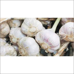 Natural White Garlic