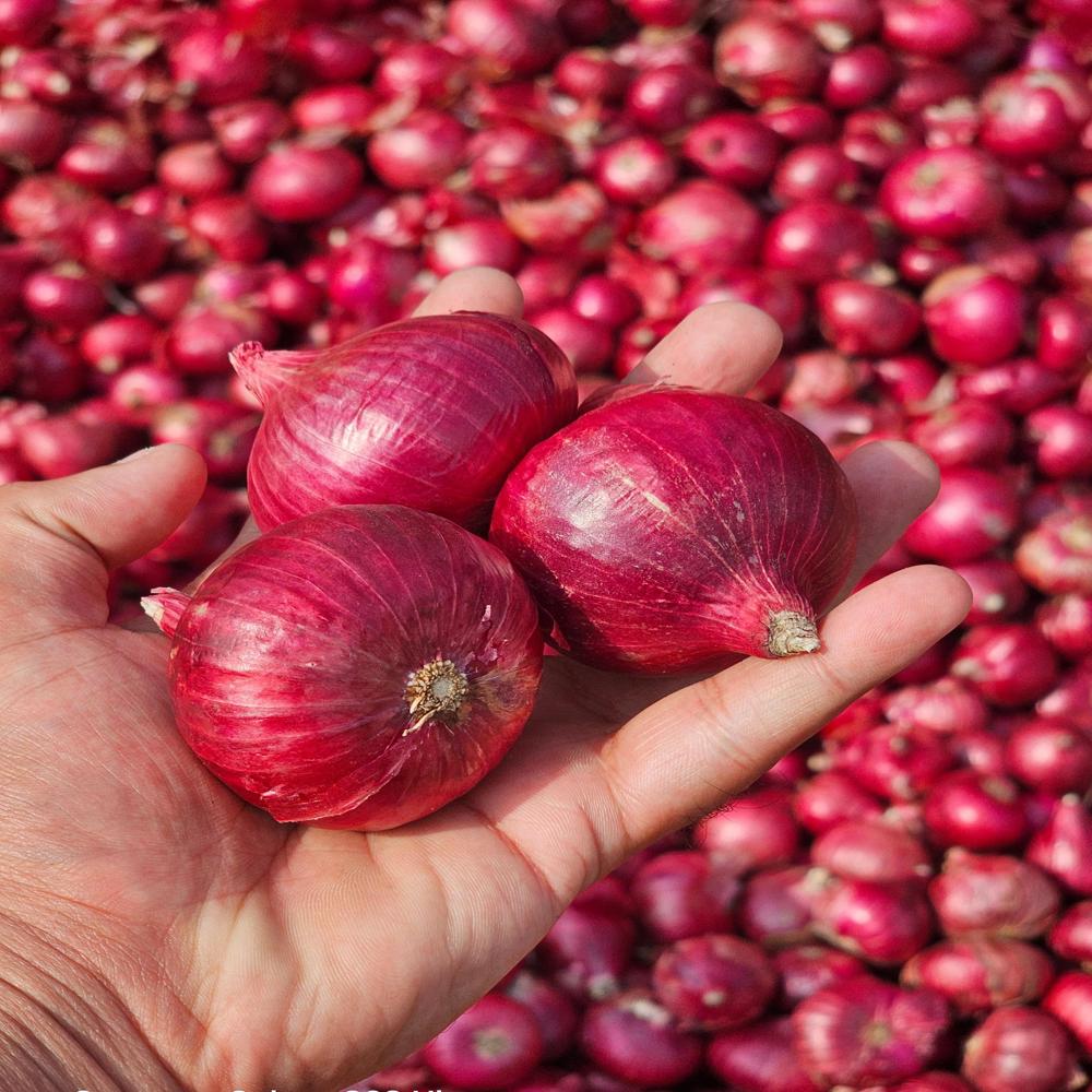 Red Onion