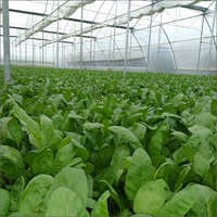 Agriculture Poly Green House