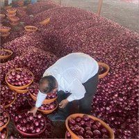 Indian Fresh Red Onion