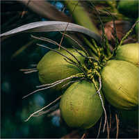 Green Tender Coconut - Whole, Fresh, Green | Hydrating Beverage, Antioxidant Rich, Supports Heart Health, Aids Digestion