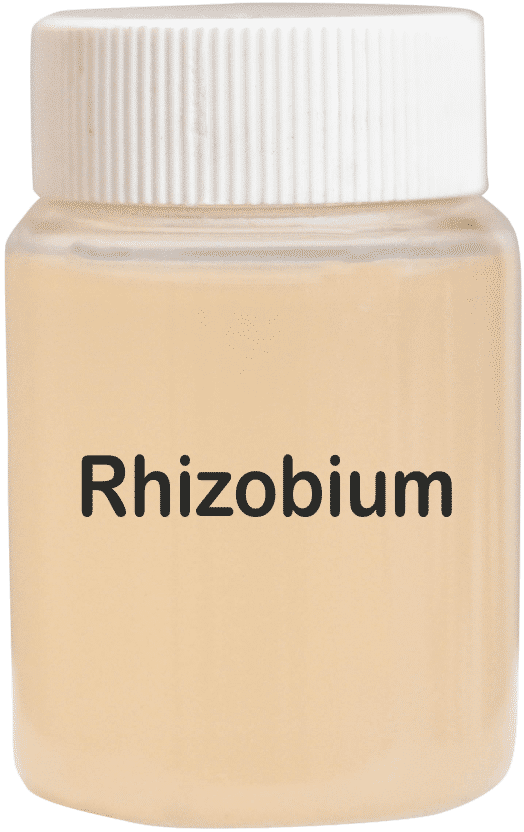 Rhizobium Bio Fertilizer