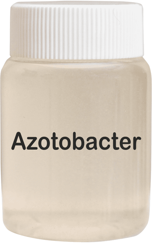 Azotobacter Bio Fertilizer - Application: Agriculture