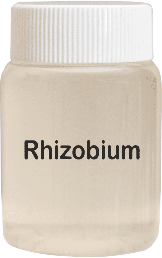 Rhizobium Bio Fertilizer - Application: Agriculture