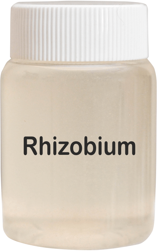 Rhizobium Legume Biofertilizer - Application: Agriculture