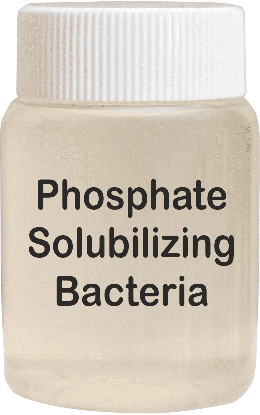 Phosphate Solubilizing Bacteria - Liquid Organic Fertilizer for Enhanced Crop Growth | Vital Microorganisms for Phosphorus Availability