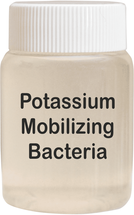 Potassium Mobilizing Bacteria