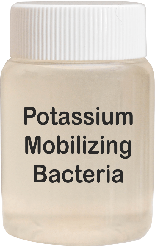 Potassium Mobilizing Bacteria - Bioactive Microbial Agent for Enhanced Soil Fertility, Promoting Nutrient Availability & Plant Growth