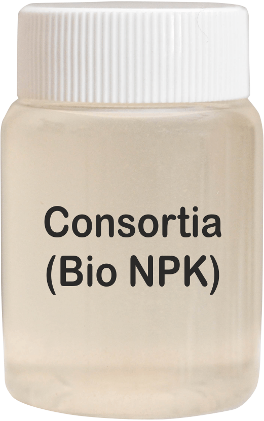 Consortia (Bio NPK)