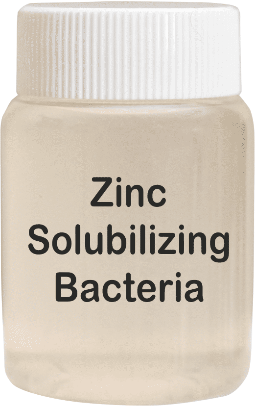 Zinc Solubilizing Bacteria