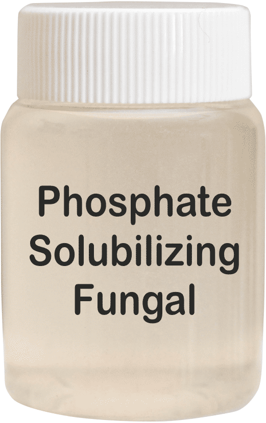 Phosphate Solubilizing Fungal