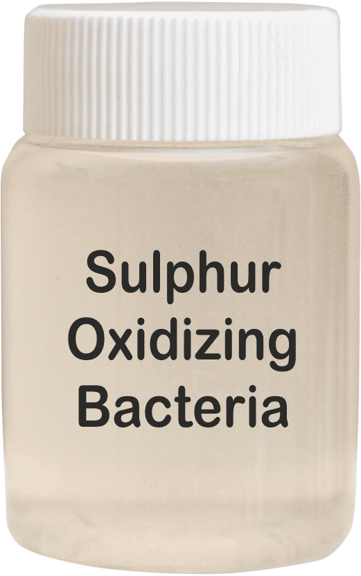 Sulphur Oxidizing Bacteria