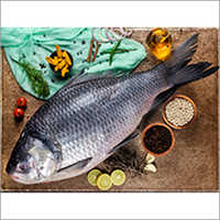 Fresh 2000 Gm Catla Fish