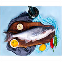 Fresh 1500 Gm Pangas-basa Fish