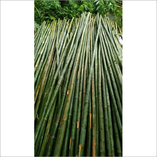 24Ft Fresh Bullet Bamboo Pole