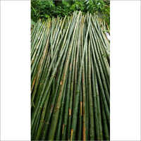 24Ft Fresh Bullet Bamboo Pole