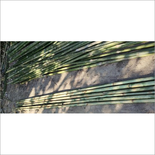 Long Green Treated Bamboo Pole 