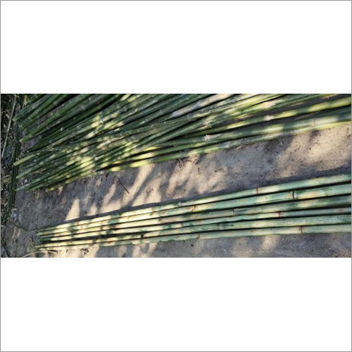 Long Green Treated Bamboo Pole