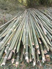 18 Ft Scaffolding Bamboo Pole