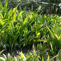 Betel Nut Bamboo Plant