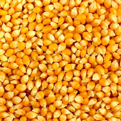 Animal Yellow Maize