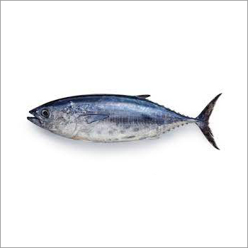 Dry Salted Tuna Fish